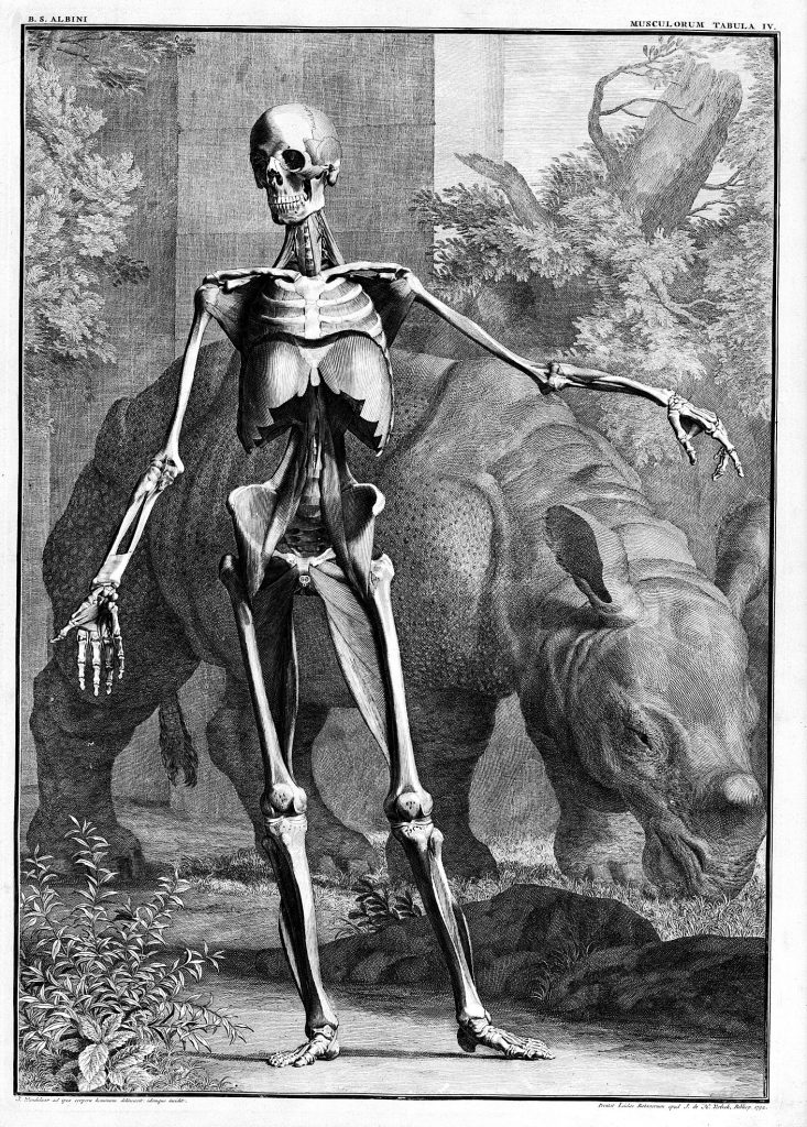 Illustration of skeleton in front of rhino. 
