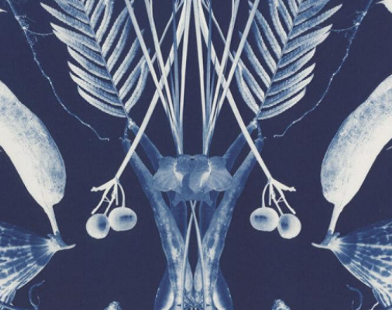 Cyanotype objects and flowers.