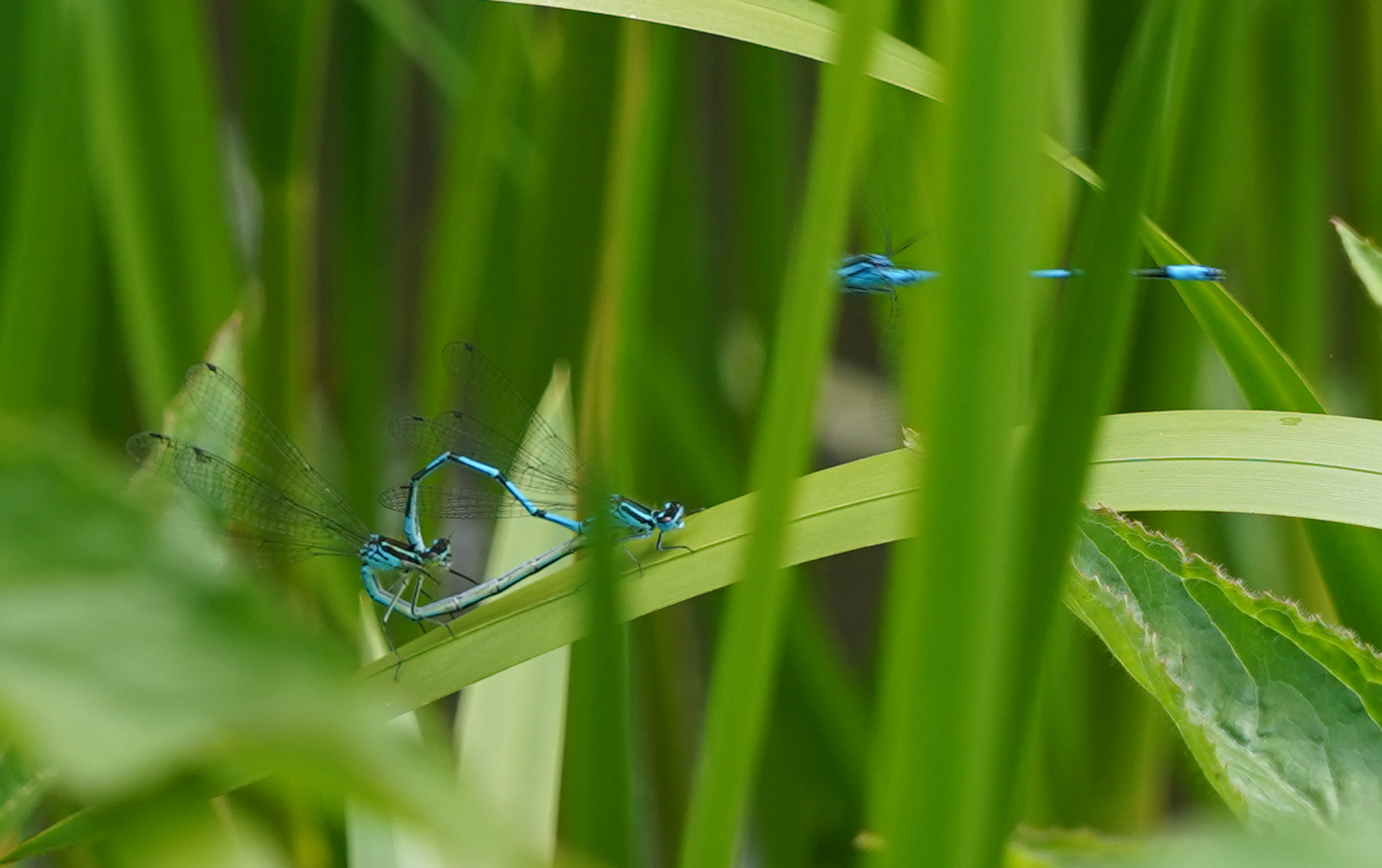 Dragonfly sits on leafblade