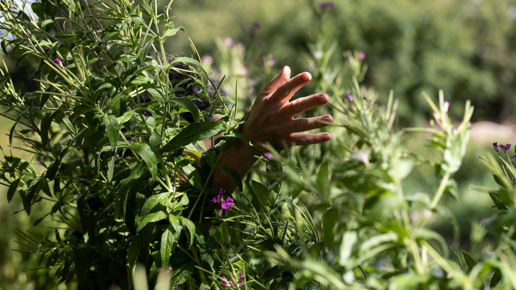 Hand pushes through flora on the Union Canal. Photo: Sally Jubb Photography.